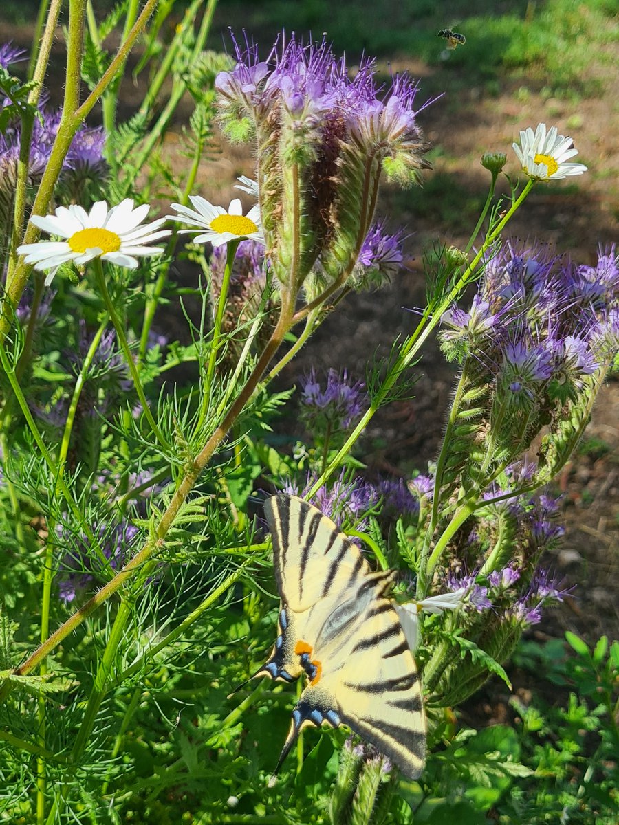 MurielAgri16_17's tweet photo. Machaon dans mon potager 🦋
#papillon #machaon #biodiversite
#laviedansmacampagne #FrAgTw https://t.co/Xyp9TMhALN