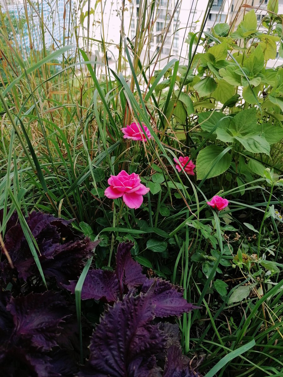 NebojsaStajcic's tweet photo. Procvetale mi i ruže na prozoru, jedino nikako da mi procveta kadifa, a najviše sam je posadio.
#ruža #wien #vienna #redshiso #greenshiso #rose 🌹 https://t.co/5OJnKsyzwh