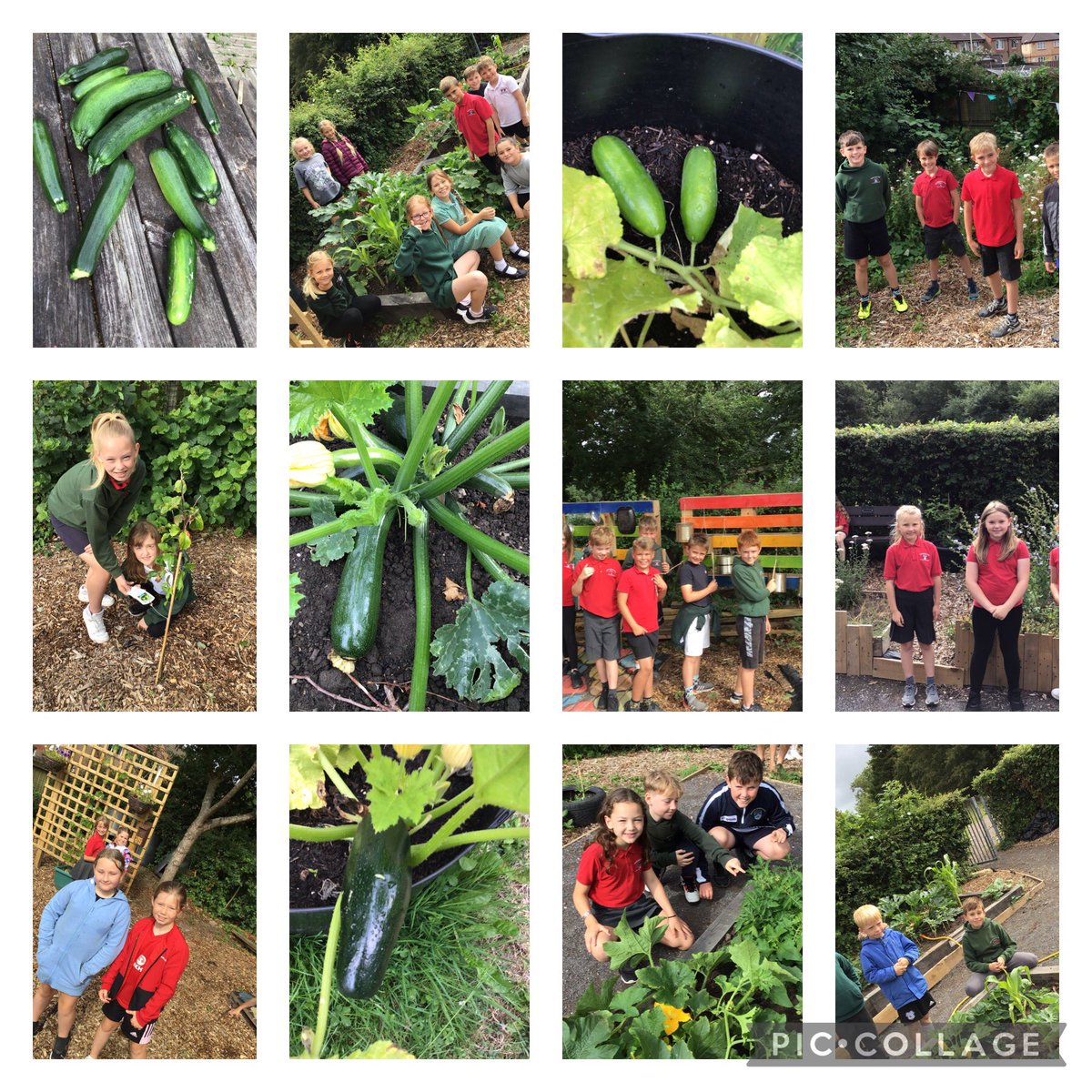 Blwyddyn 4 yn adalw courgettes a chiwcymbrau o ardd  Wellingtonia ddoe … Year 4 retrieving courgettes and cucumbers from Wellingtonia garden yesterday #fromseedtotable #iach #uchelgeisiol #mentrus