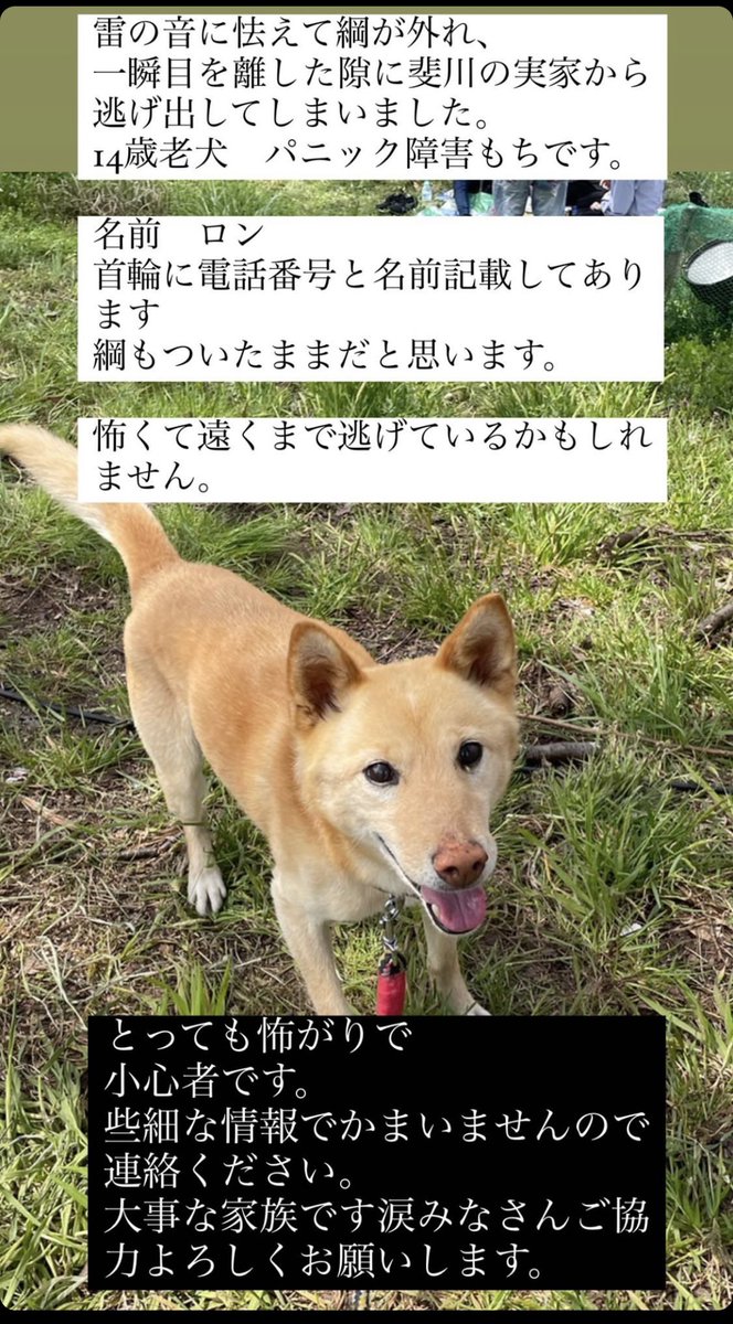 nonxtm's tweet photo. 先輩のお家のワンちゃんが行方不明です🙇🏻‍♀️
お心当たりある方、情報提供等よろしくお願いします🙇🏻‍♀️

早く見つかりますように😢

出雲市斐川町 https://t.co/5TEdk5wHeZ
