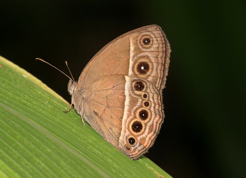 Mycalesis Intermedia  (Bushbrown )
at Stratford Butterfly House 🦋
@StratButterfly #Stratfordbutterflyfarm #Butterflies