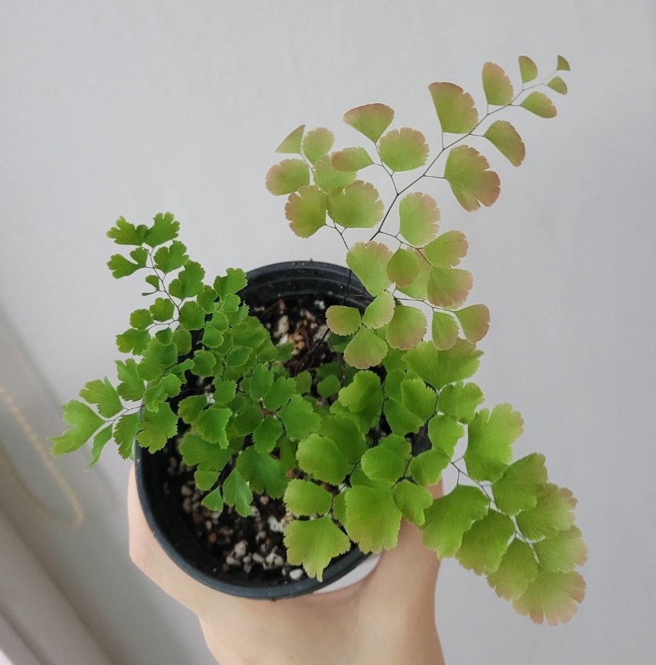 깅이🌱 tweet media