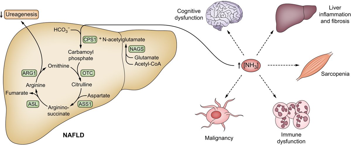 🆕New review ➡️#Ammonia lowering may be a novel therapeutic strategy to control the symptoms and prevent the progression of #NAFLD 🔓#OpenAccess at👉bit.ly/3LKsprU @AarhusUni @RajivJalan1 #LiverTwitter