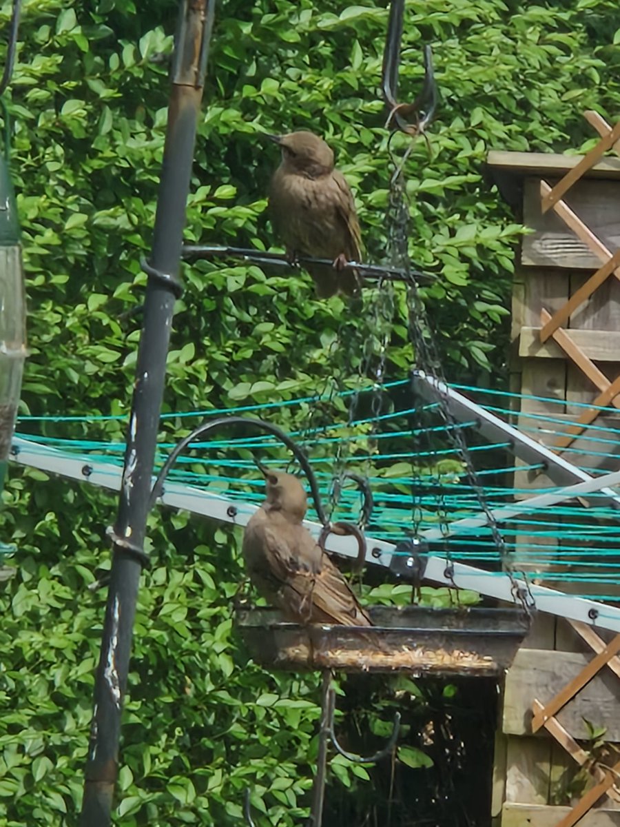 ouradventures88's tweet photo. A new visitor to the garden! If anyone can enlighten me on what they are I'd be grateful, though I am trying to find it in my rspb book 😊 #birding #birdwatching #birds #BirdsSeenIn2023 #wildlife #nature https://t.co/Q2jUPcNdKr