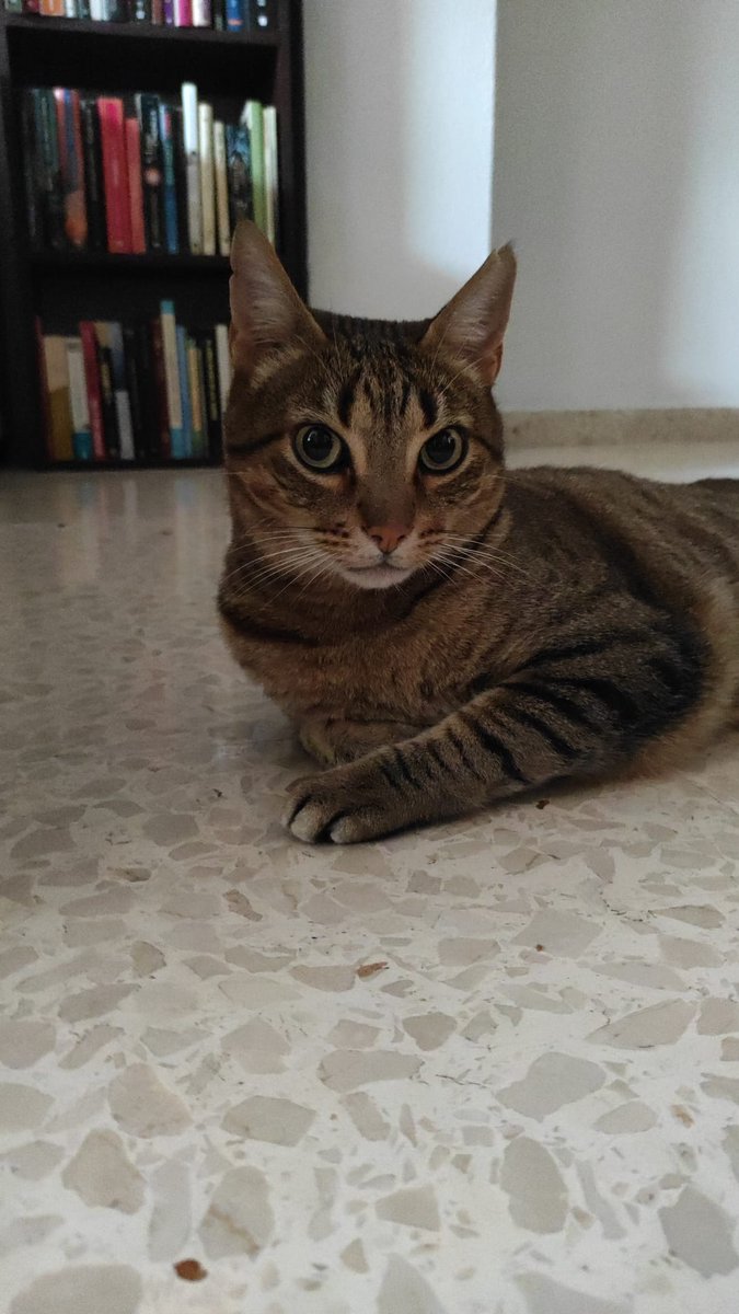 Estos gatitos en Málaga necesitan papis, su dueña mala les ha echado de casa 🥺🥺🥺
Si no, se los llevan a la perrera.