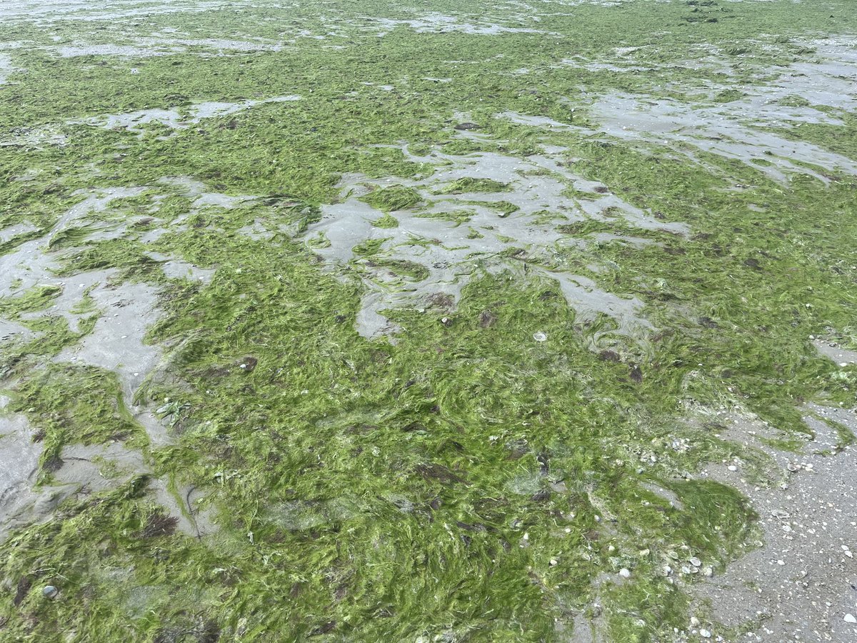 C’est quoi cette plage crade en plein mois de juillet???? ⁦<a href="/Veolia_FR/">Veolia | France</a>⁩ ⁦<a href="/Veolia/">Veolia</a>⁩ ⁦<a href="/labaulebeach/">LaBauleBeach</a>⁩ ⁦<a href="/LaBauleTendance/">La Baule Tendance</a>⁩