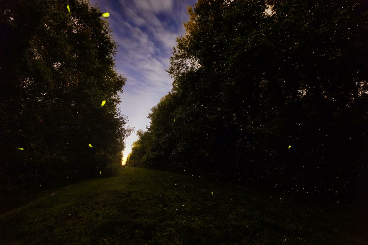Hey all! Let’s see your #Animalshots! I love seeing the #animals!
#Fireflies count, right? A couple asked me to come photograph a multitude of #lightningbugs for a project. Apparently the night I shot this, I only saw about 10% of them. Can you imagine ALL of them!?
#longexposure