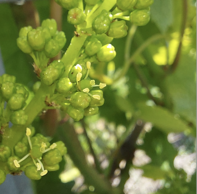 What will be your yield in 2023? 
Accurate forecasting is critical for planning and logistics.
Workshop: 'Estimating crop yield - importance of getting it right'. 
26 July, Everflyht, Ditchling, E Sussex, with Luke Spalding.  
vinescapes.com/training.

#viticulturetraining