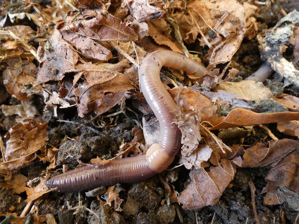 #Earthworms 🪱 3,000 species exist worldwide, 31 in the British Isles. They thrive in moist soil, consuming their body weight in organic matter daily. Discover their fascinating ecology and biology in our online course ow.ly/V39n50P7tVL 📸Keiron Derek Brown @earthwormsoc