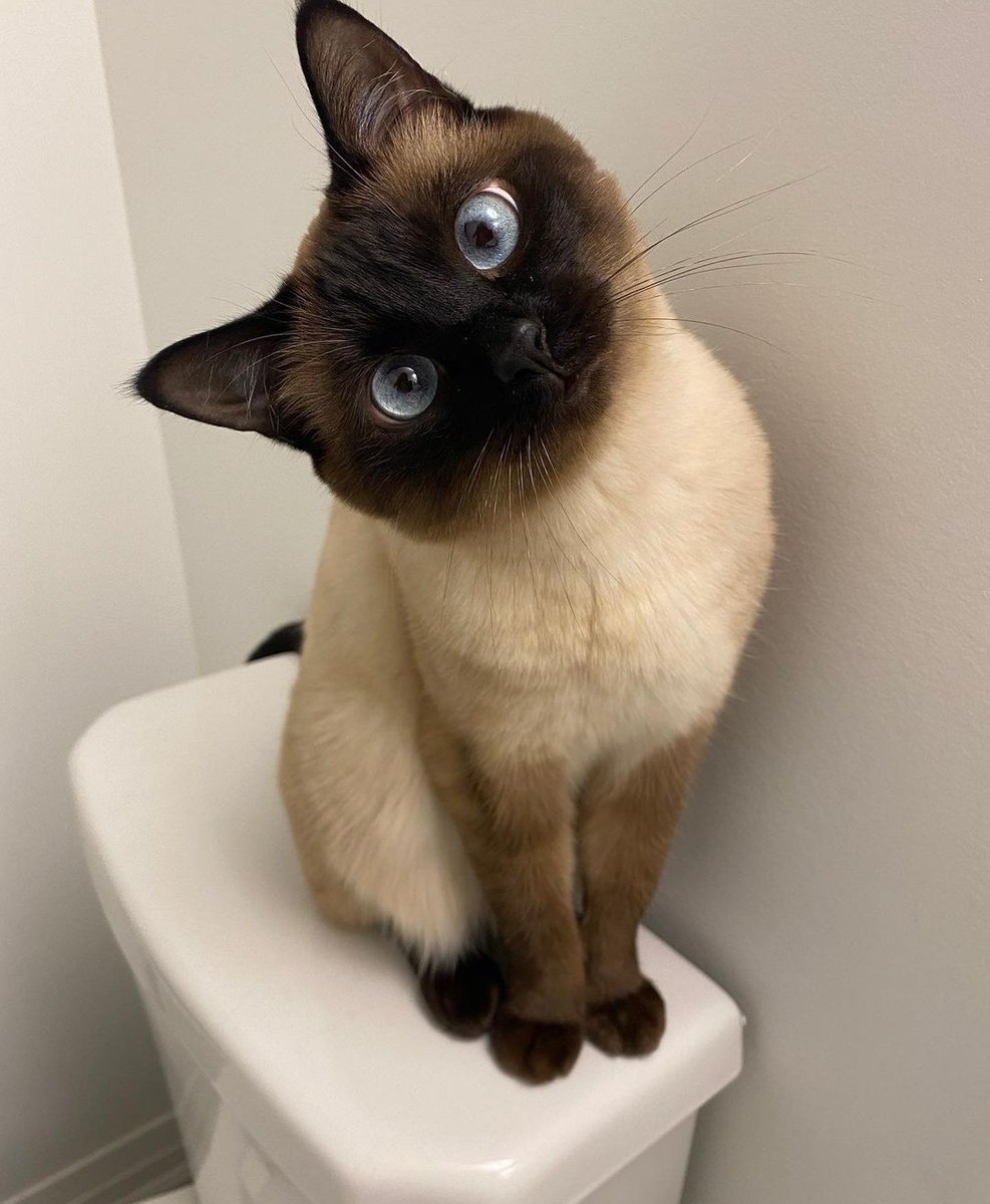 ShouldHaveCat's tweet image. 