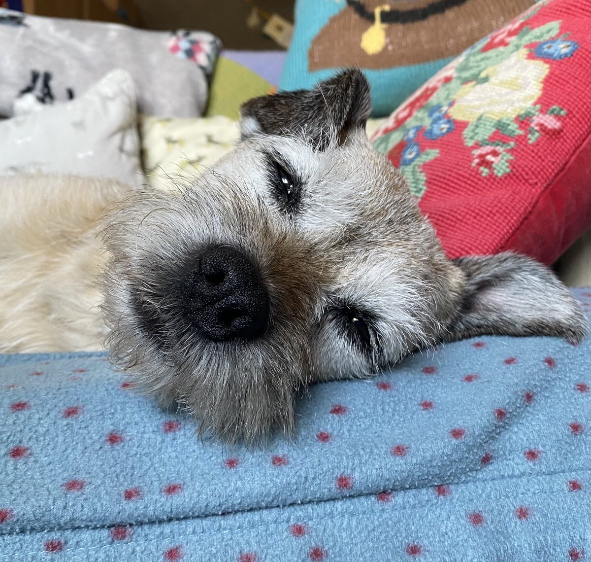 Nessa & Co. (aka Sir Jack Spratticus🌈) tweet media