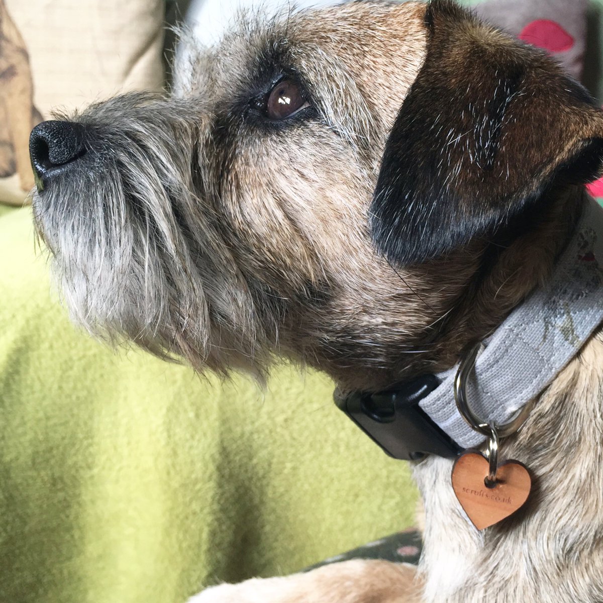 Nessa & Co. (aka Sir Jack Spratticus🌈) tweet media