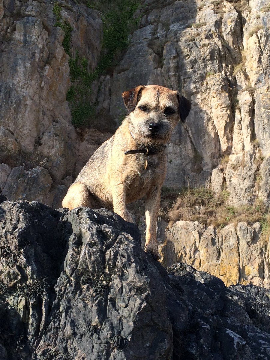 Nessa & Co. (aka Sir Jack Spratticus🌈) tweet media