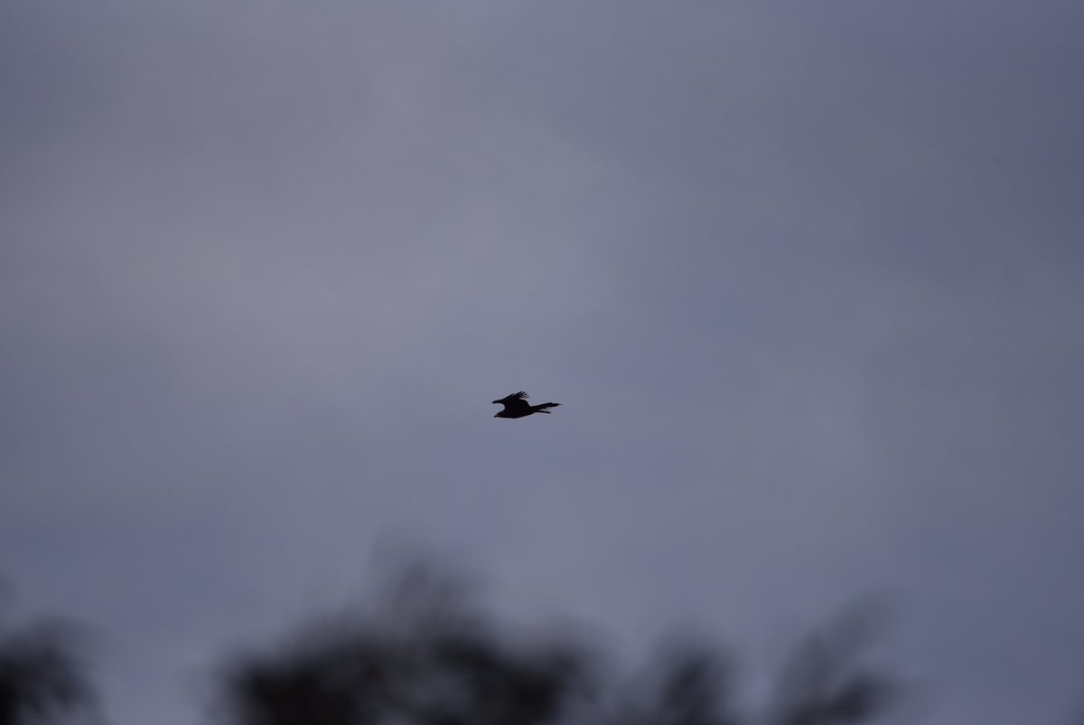 GPMooreEsq's tweet photo. Raptor skies!
Terrible today, sub-gale force winds 4 solid, silvery skies. The local wedgie effortlessly floated over the valley~400m away. Spellbound.
Then I caught a 2nd raptor diving fast out of view. My thoughts on this - peregrine. 🤞🏻
#Raptor #HighKey #Gembrook https://t.co/LrBuwxWVX1