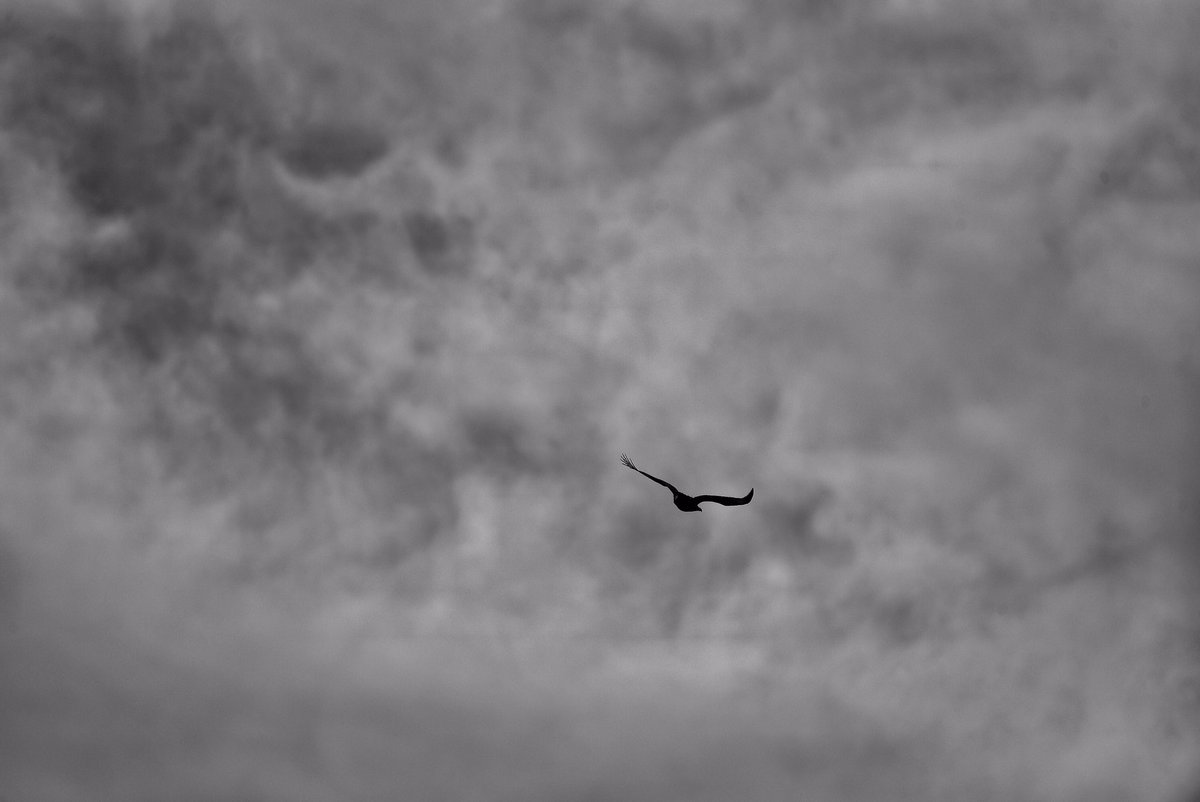 GPMooreEsq's tweet photo. Raptor skies!
Terrible today, sub-gale force winds 4 solid, silvery skies. The local wedgie effortlessly floated over the valley~400m away. Spellbound.
Then I caught a 2nd raptor diving fast out of view. My thoughts on this - peregrine. 🤞🏻
#Raptor #HighKey #Gembrook https://t.co/LrBuwxWVX1
