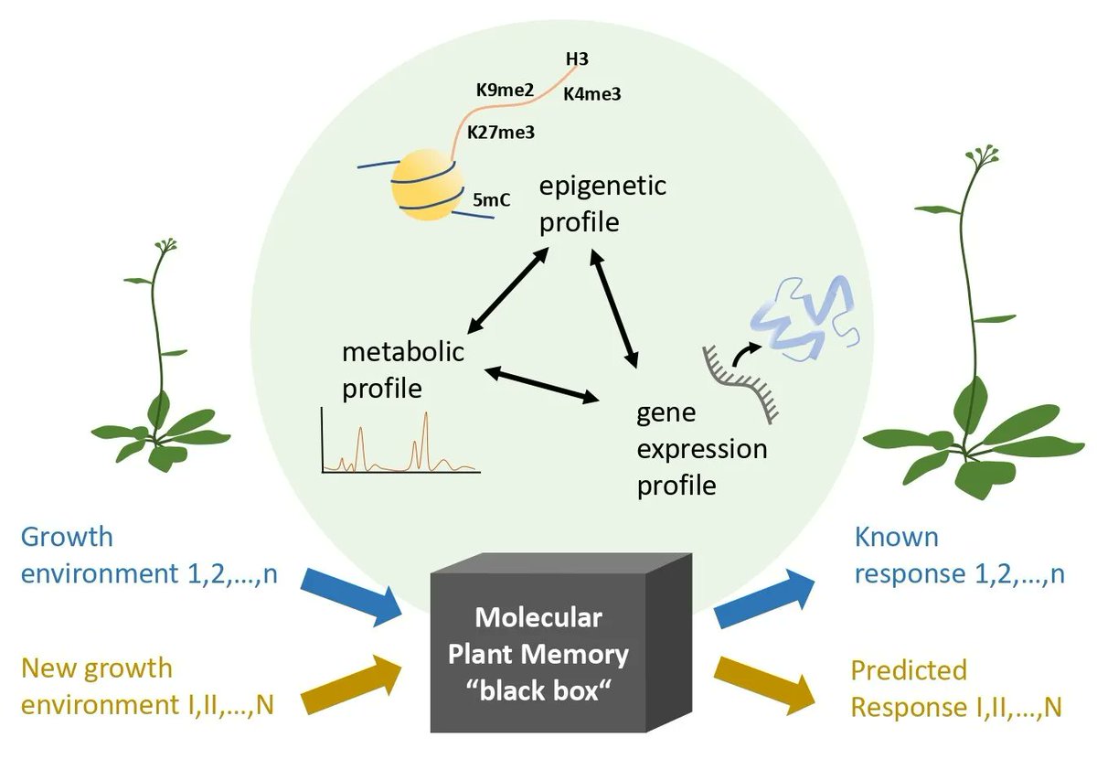 🌿Newly published review in <a href="/AoB_PLANTS/">AoBP</a> on recent advances in understanding plant memory, including mathematical modeling, ecological, physiological, and developmental approaches, by <a href="/gabyplantbio/">Gabriela Auge</a> <a href="/IrjaIda/">Irja Ratikainen</a> @chris_lampei and colleagues.

Full #openaccess
👉 bit.ly/3pivhDY