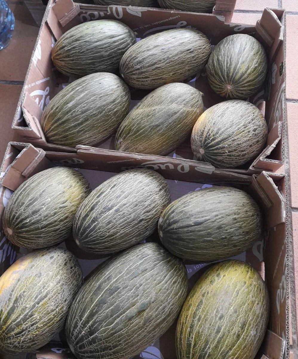 naranjasmarisa's tweet photo. 📷 En esta época del año, los melones 📷 están en su punto óptimo de madurez y sabor, 📷 y en nuestra empresa agrícola estamos orgullosos de ofrecerte los mejores melones 📷 que puedes encontrar en el mercado. 📷
"NO TE QUEDES SIN PROBARLOS"
¡Simplemente exquisitos! 📷 https://t.co/d0C4zjaXjl