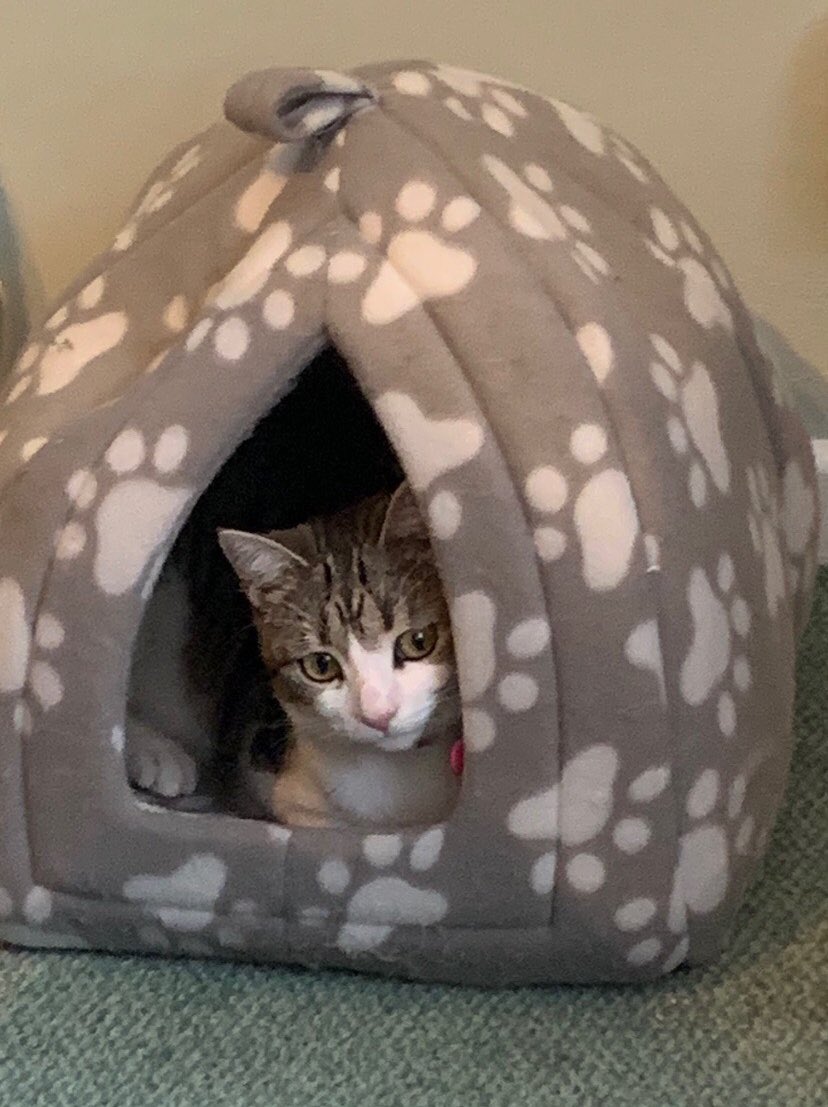 A baby Sophie says hello on #ThrowbackThursday ❤️ #CatsAreFamily #rescuecat #foreverhome 🐾