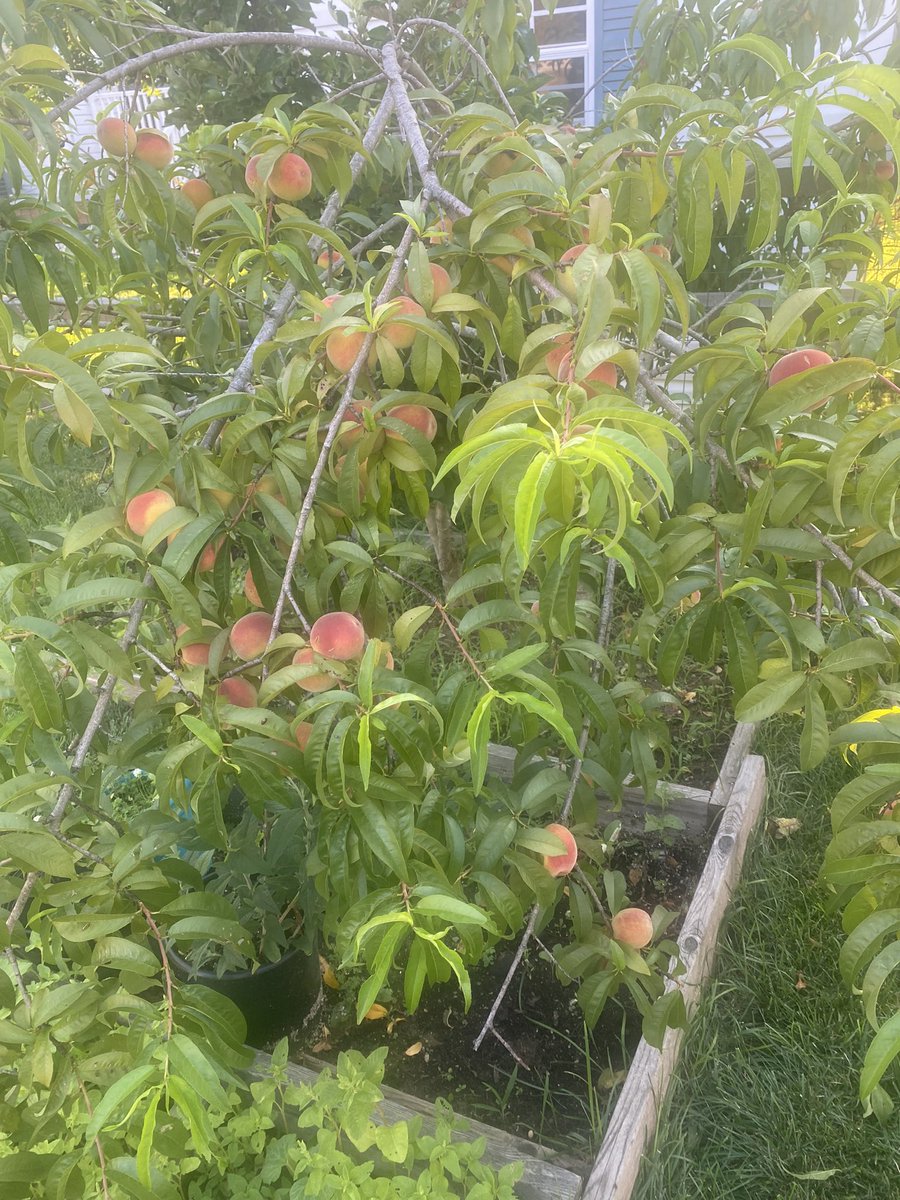 876wayne302's tweet photo. These peaches are ready wouldn’t you say? https://t.co/525vKudLlY