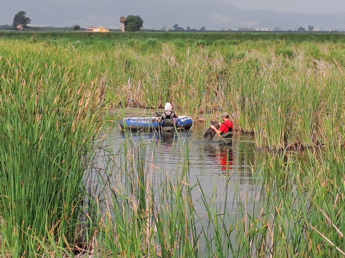 Humedales Delta Ebro tweet media