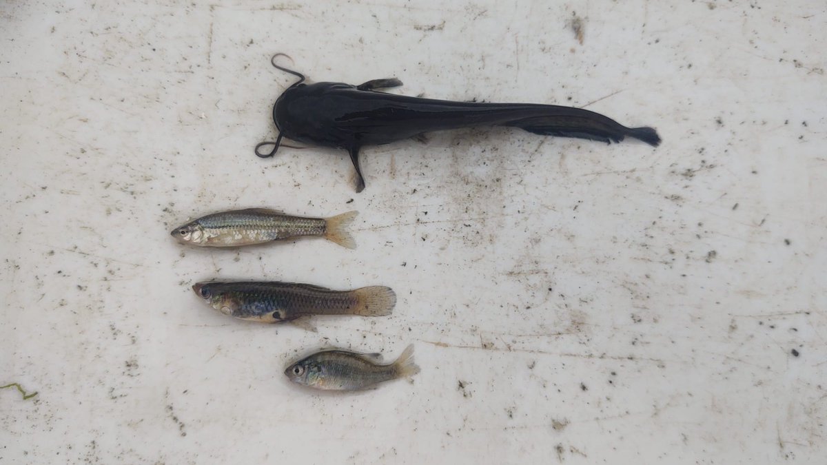 Humedales Delta Ebro tweet media