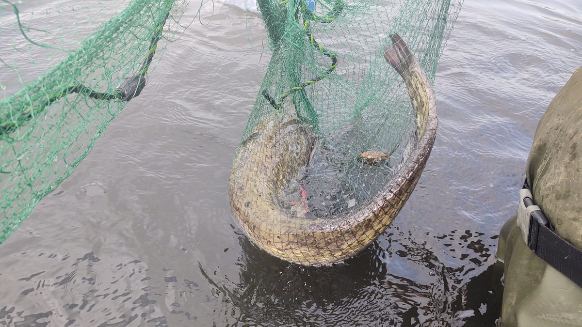 Humedales Delta Ebro tweet media