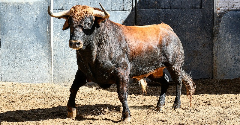 LasVentas's tweet photo. [📸𝙀𝙉 𝙁𝙊𝙏𝙊𝙎] Los novillos de 𝙇𝙤𝙧𝙖 𝙎𝙖𝙣𝙜𝙧𝙖́𝙣 y 𝙍𝙤𝙘𝙞́𝙤 𝙙𝙚 𝙡𝙖 𝘾𝙖́𝙢𝙖𝙧𝙖 para la noche de hoy en #LasVentas. 

💥A las 21:00h., harán el paseíllo Mario Alcalde, Sergio Rodríguez y El Melli

🌙 #CénateLasVentas