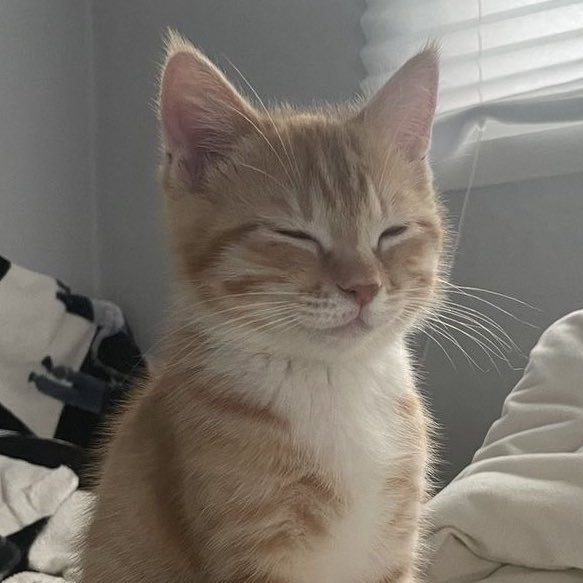 H0NGLOVER's tweet photo. hongjoong as sleepy cat will always be my fav agenda 💔 https://t.co/6YpANrIzcg