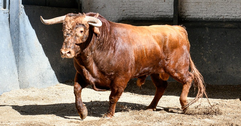 LasVentas's tweet photo. [📸𝙀𝙉 𝙁𝙊𝙏𝙊𝙎] Los novillos de 𝙇𝙤𝙧𝙖 𝙎𝙖𝙣𝙜𝙧𝙖́𝙣 y 𝙍𝙤𝙘𝙞́𝙤 𝙙𝙚 𝙡𝙖 𝘾𝙖́𝙢𝙖𝙧𝙖 para la noche de hoy en #LasVentas. 

💥A las 21:00h., harán el paseíllo Mario Alcalde, Sergio Rodríguez y El Melli

🌙 #CénateLasVentas