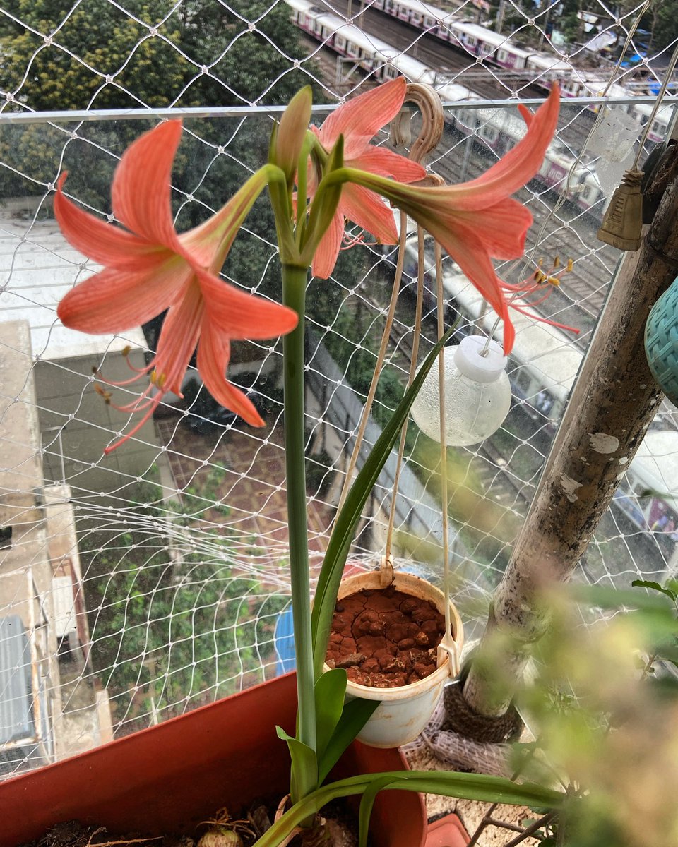 When my mini garden decides to throw a surprise, I get #EasterLilies in July. 🥰🤷‍♀️ #blessed #nature #home #garden #outofseasonflowers