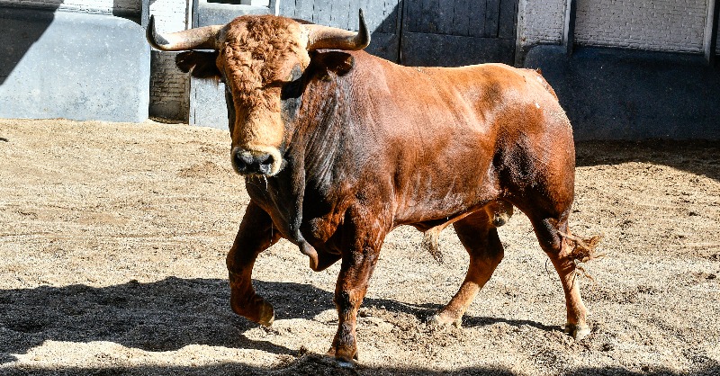 LasVentas's tweet photo. [📸𝙀𝙉 𝙁𝙊𝙏𝙊𝙎] Los novillos de 𝙇𝙤𝙧𝙖 𝙎𝙖𝙣𝙜𝙧𝙖́𝙣 y 𝙍𝙤𝙘𝙞́𝙤 𝙙𝙚 𝙡𝙖 𝘾𝙖́𝙢𝙖𝙧𝙖 para la noche de hoy en #LasVentas. 

💥A las 21:00h., harán el paseíllo Mario Alcalde, Sergio Rodríguez y El Melli

🌙 #CénateLasVentas