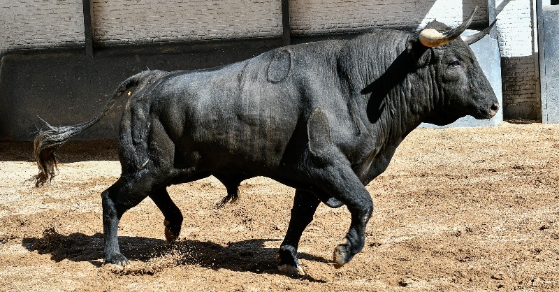 LasVentas's tweet photo. [📸𝙀𝙉 𝙁𝙊𝙏𝙊𝙎] Los novillos de 𝙇𝙤𝙧𝙖 𝙎𝙖𝙣𝙜𝙧𝙖́𝙣 y 𝙍𝙤𝙘𝙞́𝙤 𝙙𝙚 𝙡𝙖 𝘾𝙖́𝙢𝙖𝙧𝙖 para la noche de hoy en #LasVentas. 

💥A las 21:00h., harán el paseíllo Mario Alcalde, Sergio Rodríguez y El Melli

🌙 #CénateLasVentas
