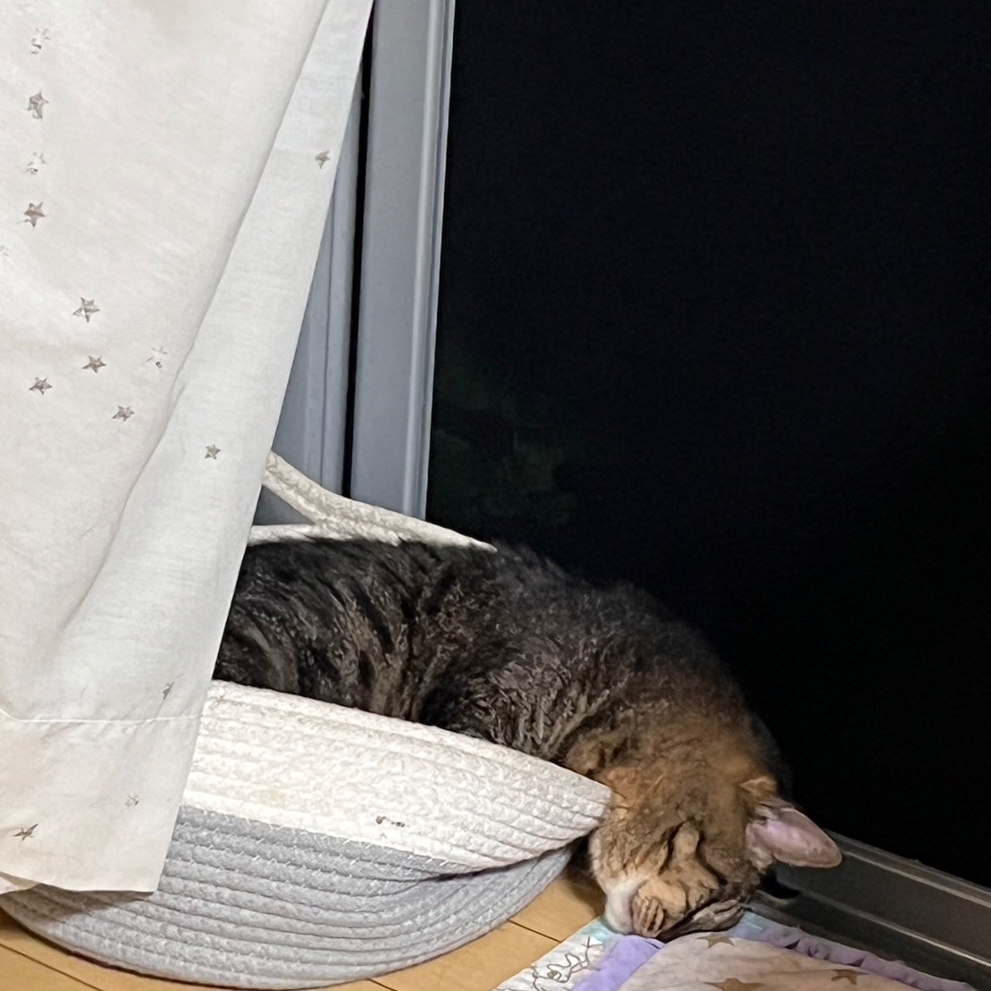 ケオラケオラ ネコかごバッグ KEORA 新品 新作モデル レディース