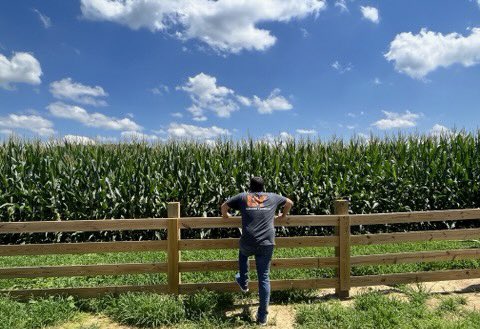 Meigs County corn on a beautiful July afternoon. #AgTwitter #UTIA 🍊