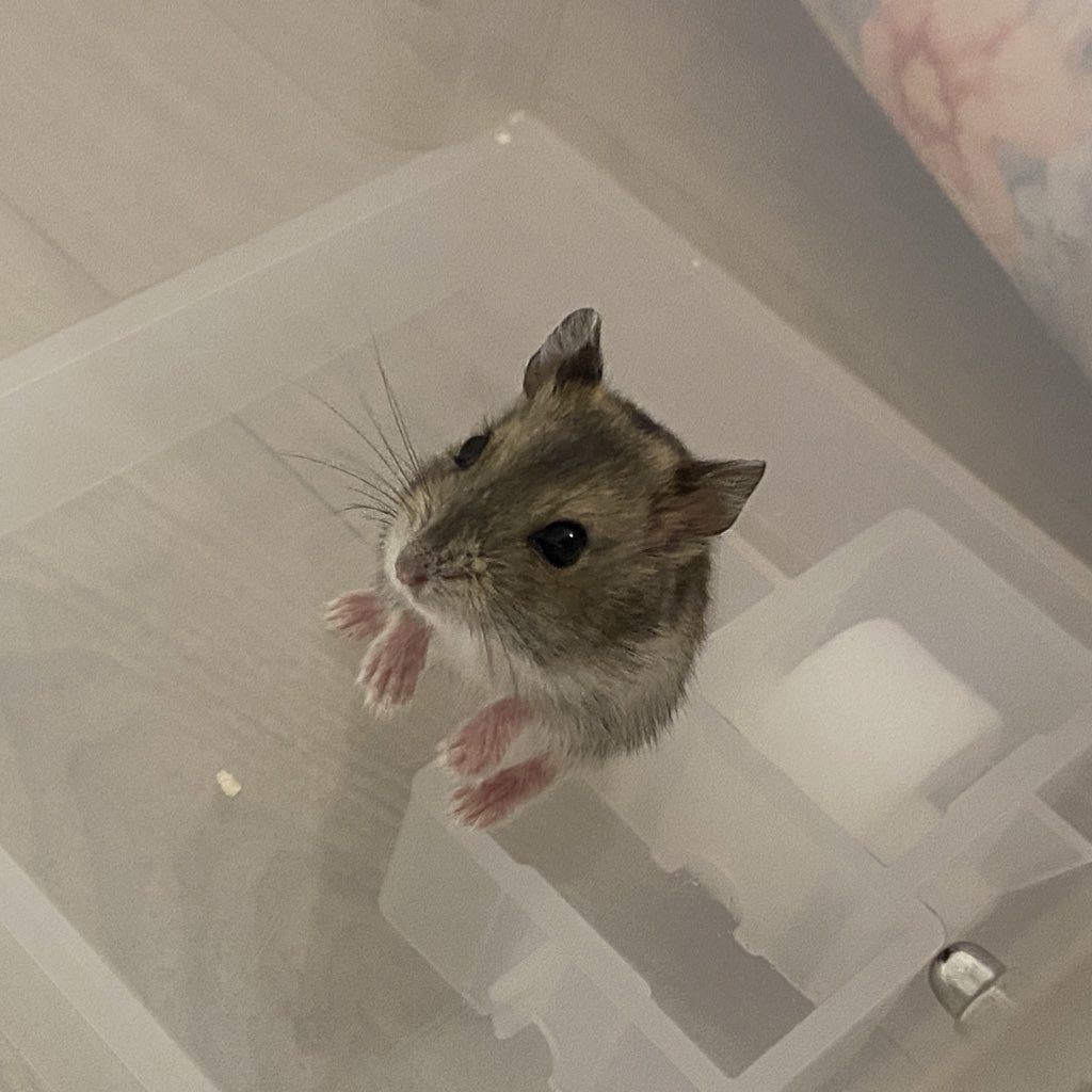 2023.7.13.
아기 햄리 임시거주하러 온 날
인천 서구에 유기된 8마리의 햄스터 중 한마리입니다. 큰 친구를 찾고 있어요! #용감한_햄리