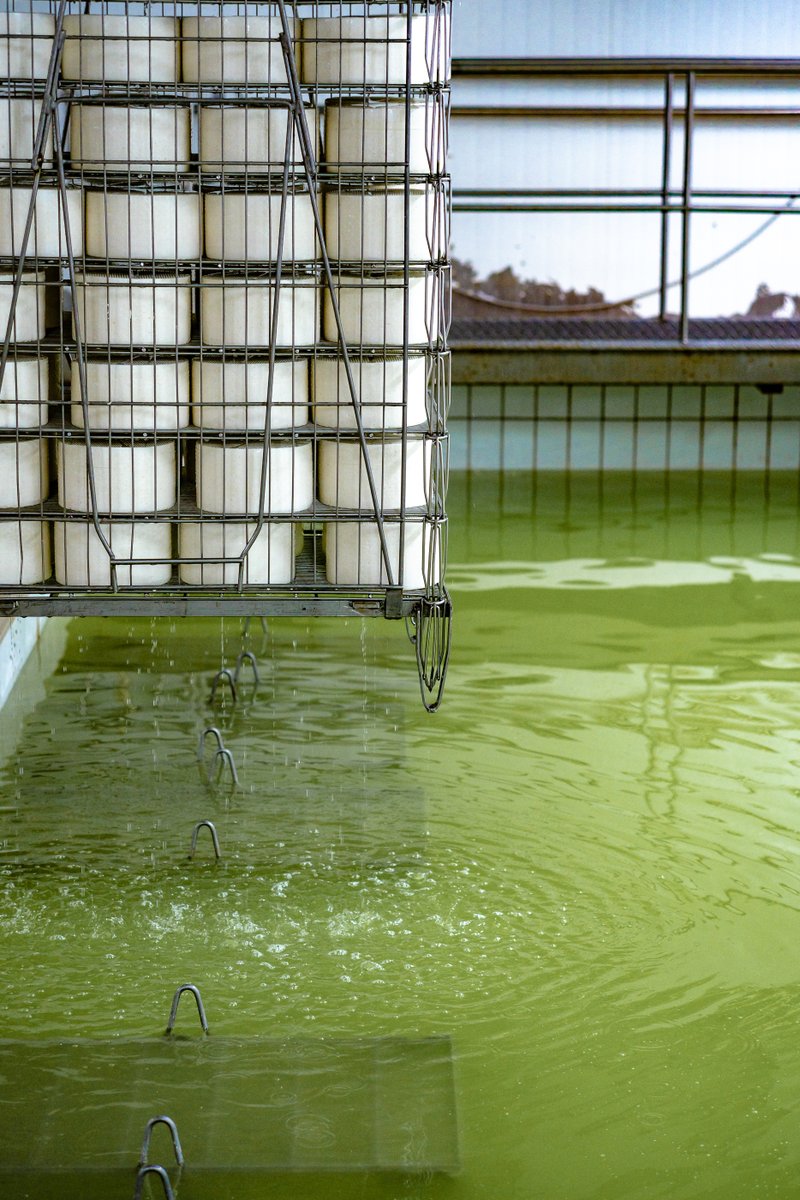 "Forse non tutti sanno che"
La salamoia dura solo poche ore per il Pecorino Sardo Dolce, ha tempi più lunghi sino ad un max di 15h/kg per il Maturo con temperature comprese tra 9 e 16°C. Niente dunque è lasciato al caso, perché la perfezione richiede attenzione e tanta pazienza!