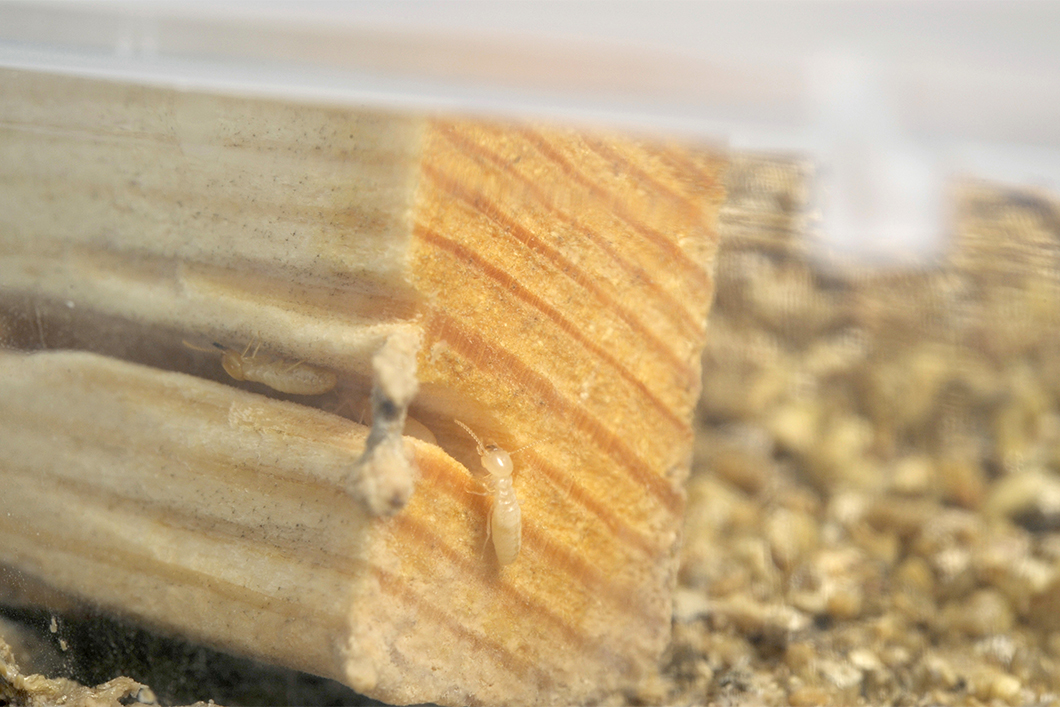 BAMResearch's tweet photo. Diese Woche hat uns das Team #Forschungskoordination @bfrde besucht & Einblicke in unsere Forschung zu sicheren #Windenergieanlagen + #Materialschutz bzw. Wechselwirkungen mit der Umwelt erhalten. Danke für den inspirierenden Austausch! 😃👍 #Wissenstransfer #Materialforschung https://t.co/Mk4dPnsuog
