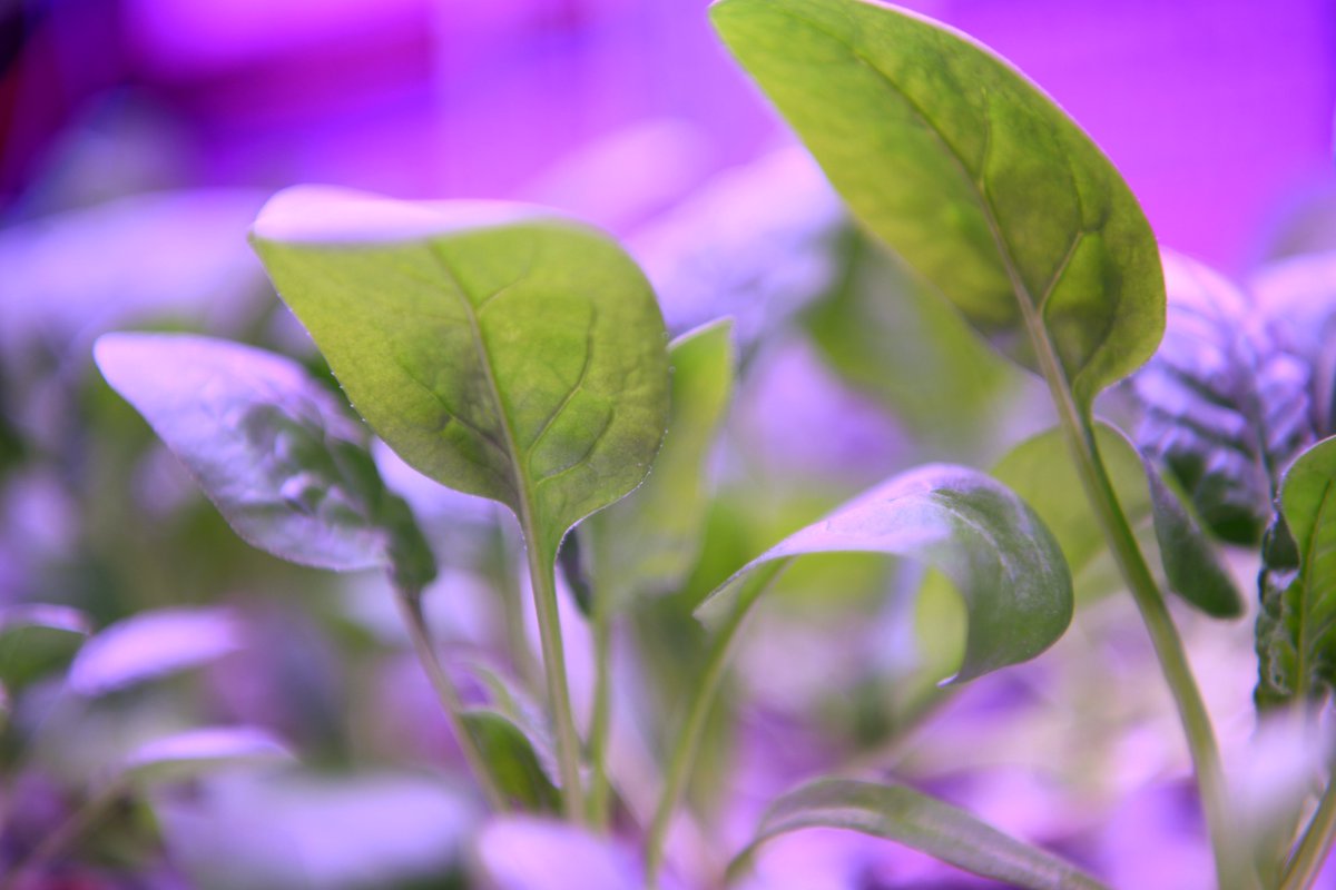 Vertical Future (@vertical_future) on Twitter photo We will be attending an agri-tech innovation day hosted by <a href="/SchneiderElec/">Schneider Electric</a> and <a href="/Agri_Tech_E/">Agri-TechE</a> in Coventry next week!
We hope to see you there - reserve your space here today: go.schneider-electric.com/UK_202305_Agri⦠We will be attending an agri-tech innovation day hosted by <a href="/SchneiderElec/">Schneider Electric</a> and <a href="/Agri_Tech_E/">Agri-TechE</a> in Coventry next week!
We hope to see you there - reserve your space here today: go.schneider-electric.com/UK_202305_Agriā¦