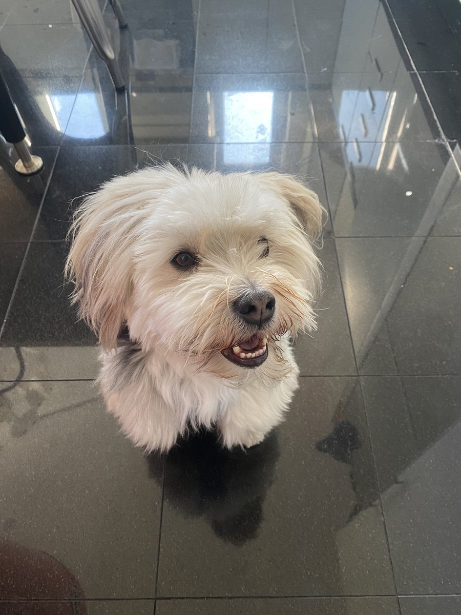 BarkowConsult's tweet image. New Hire

Name: Joschi

Job: Data Snooper &amp;amp; Chief Karma Officer

Pls join us in wishing Joshi a good start in his new role

#OfficeDogs #Dogs