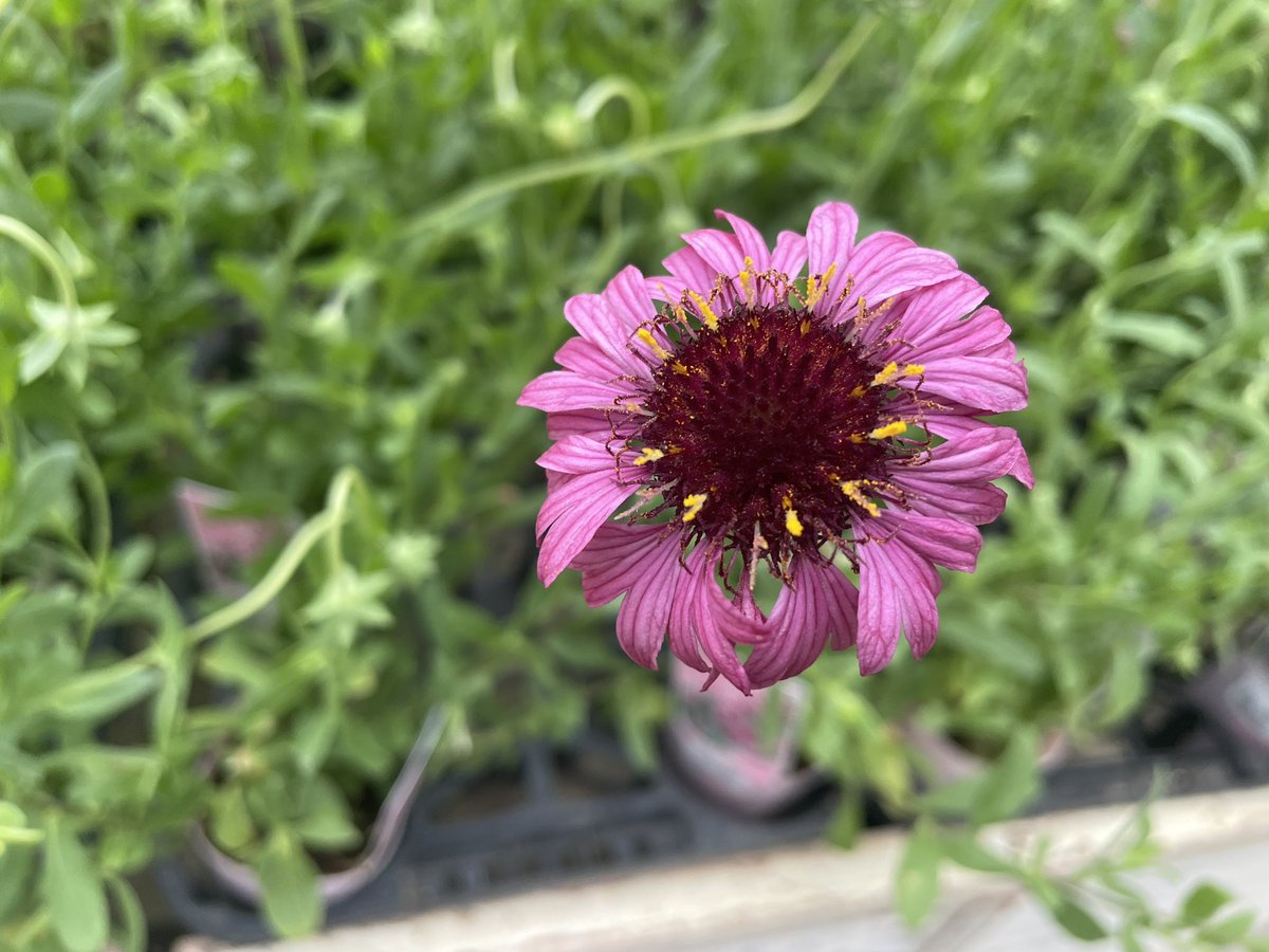nyakuplants02's tweet photo. グレープセンセーションがやっと咲いた◎ https://t.co/CVk4qrvkWC
