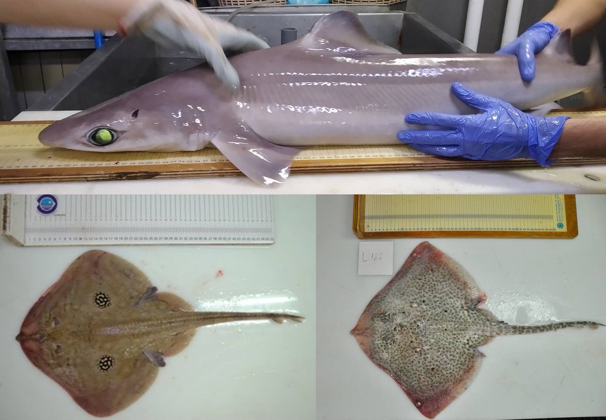 IEOoceanografia's tweet photo. El #IEO analiza el estado de conservación de tiburones 🦈 y rayas del mar Balear.

➡️ https://t.co/2kHKaMLwgl

#FEMPA https://t.co/SvKL1QyPfi