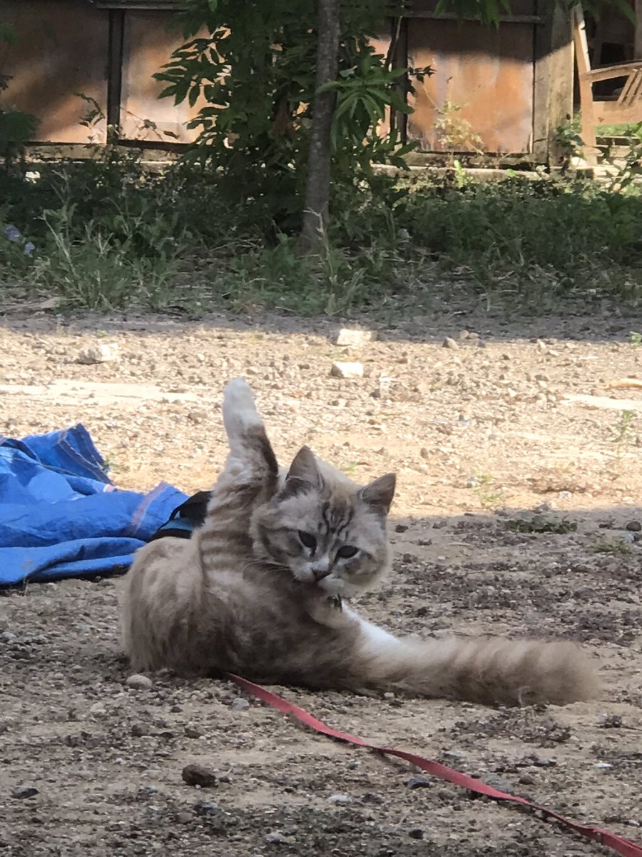 sulembujagad's tweet photo. Kakinya pendek bener pin wkwk
Astaghfirullah, gaboleh kucing shamming.

Anw buat yg mau bantu apin buat beli pakan urinary care bisa nyawer lewat sini : https://t.co/b04Q0x4Sb4

Terima kasih. 😊 https://t.co/yvdd3eHLPU