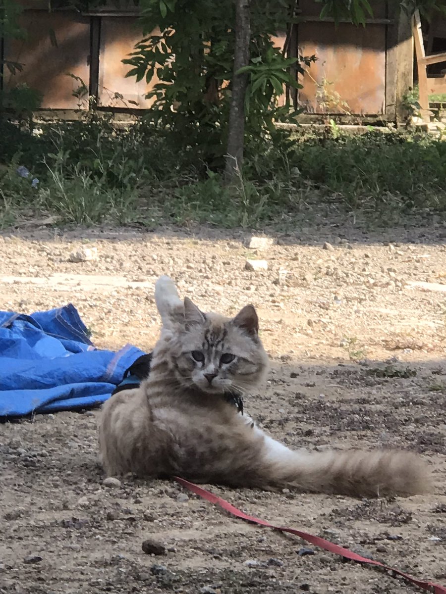sulembujagad's tweet photo. Kakinya pendek bener pin wkwk
Astaghfirullah, gaboleh kucing shamming.

Anw buat yg mau bantu apin buat beli pakan urinary care bisa nyawer lewat sini : https://t.co/b04Q0x4Sb4

Terima kasih. 😊 https://t.co/yvdd3eHLPU