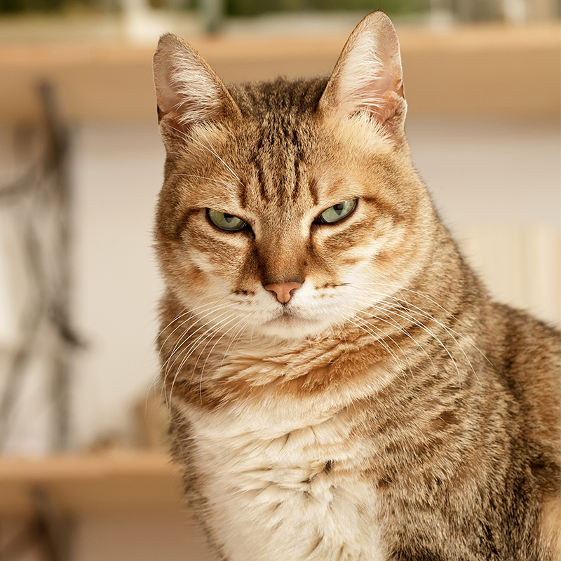 WHO THE HECK INVITED THIS FOSTER CAT, ANYWAY? ➡️ link.chtbl.com/fostercat

Dr. Mikel talks about the challenges of bringing a foster cat into your home and the problems it can cause with resident cat(s).