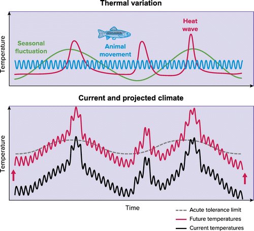 Physiology (APS Journal) (@physiol_journal) on Twitter photo #ThrowbackThursday: "Physiological Mechanisms of Acute Upper Thermal Tolerance in Fish" by Ern et al.
ow.ly/VAYG50P9vJb
#FishPhysiology  #ClimateChange #ThrowbackThursday: "Physiological Mechanisms of Acute Upper Thermal Tolerance in Fish" by Ern et al.
ow.ly/VAYG50P9vJb
#FishPhysiology  #ClimateChange