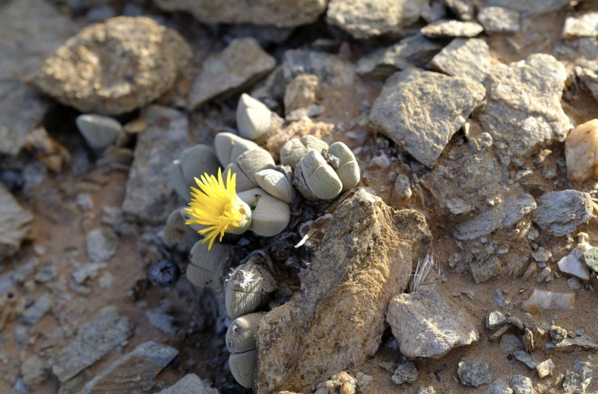 BotSocSA's tweet photo. #TST: You’ll have to travel far north – all the way to the Namibian border – to see the wispy yellow flowers of the #Endangered Brown Clockfig (𝘊𝘩𝘦𝘪𝘳𝘪𝘥𝘰𝘱𝘴𝘪𝘴 𝘣𝘳𝘰𝘸𝘯𝘪𝘪). Although it also grows north of the #OrangeRiver, it occurs in fewer than 5 locations in SA. https://t.co/10eNg6T73f