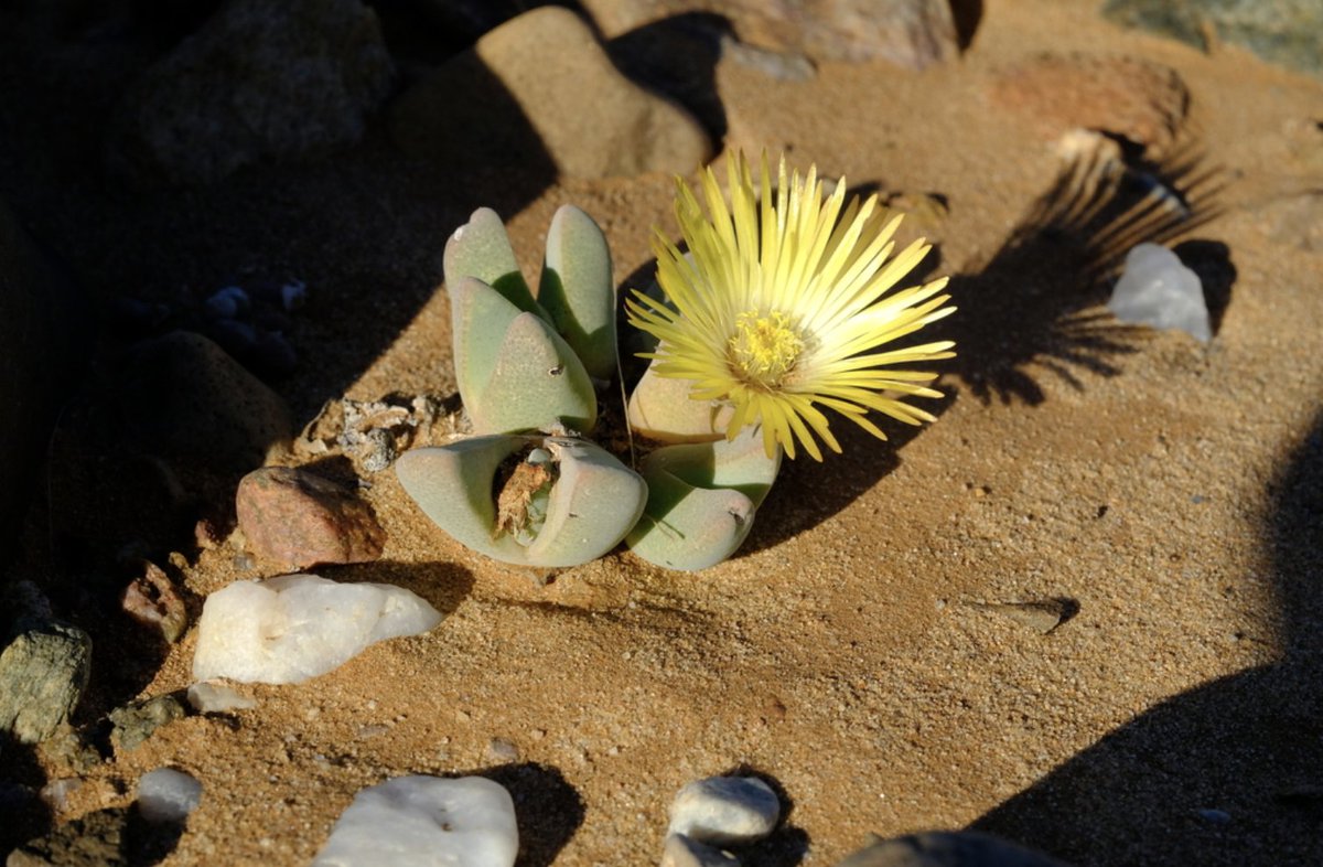 BotSocSA's tweet photo. #TST: You’ll have to travel far north – all the way to the Namibian border – to see the wispy yellow flowers of the #Endangered Brown Clockfig (𝘊𝘩𝘦𝘪𝘳𝘪𝘥𝘰𝘱𝘴𝘪𝘴 𝘣𝘳𝘰𝘸𝘯𝘪𝘪). Although it also grows north of the #OrangeRiver, it occurs in fewer than 5 locations in SA. https://t.co/10eNg6T73f
