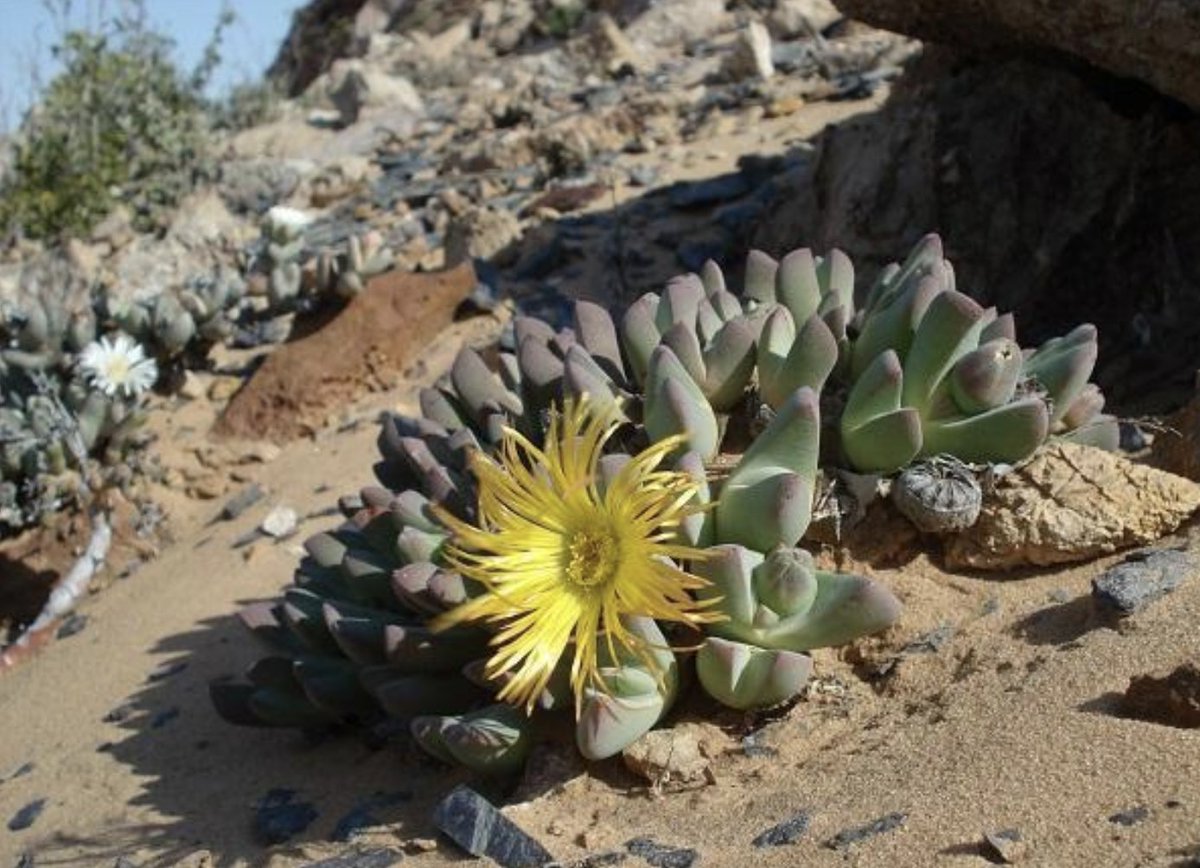 BotSocSA's tweet photo. #TST: You’ll have to travel far north – all the way to the Namibian border – to see the wispy yellow flowers of the #Endangered Brown Clockfig (𝘊𝘩𝘦𝘪𝘳𝘪𝘥𝘰𝘱𝘴𝘪𝘴 𝘣𝘳𝘰𝘸𝘯𝘪𝘪). Although it also grows north of the #OrangeRiver, it occurs in fewer than 5 locations in SA. https://t.co/10eNg6T73f