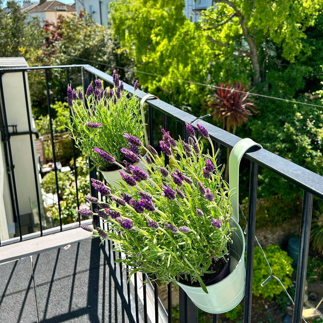 🌻🍃 Perfect for showing off your favourite blooms, our hanging metal planter buckets are designed to elevate your plants, quite literally, and free up some precious ground space! 🌱🌳

SHOP NOW: bit.ly/437MAWd

(📸 <a href="/hg/">ごとうはやと</a>.p)