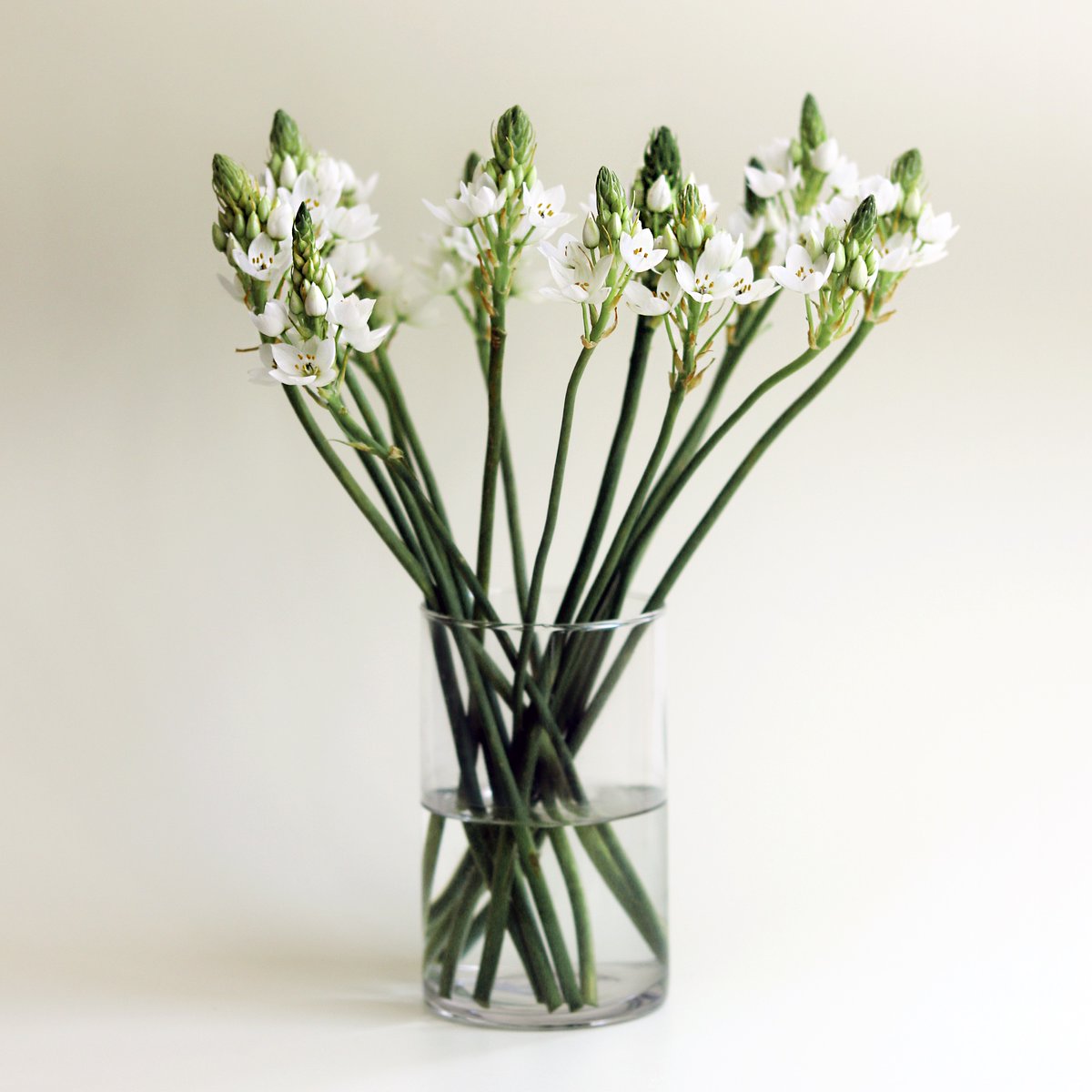 Looking to make a statement? Look no further than our letterbox gift of Ornithogalum! 🌿🤍💐
These beautiful and unique star shaped flowers will no doubt delight your recipient. Gift from just £16+PP. 🎁

bit.ly/3XWgQCE